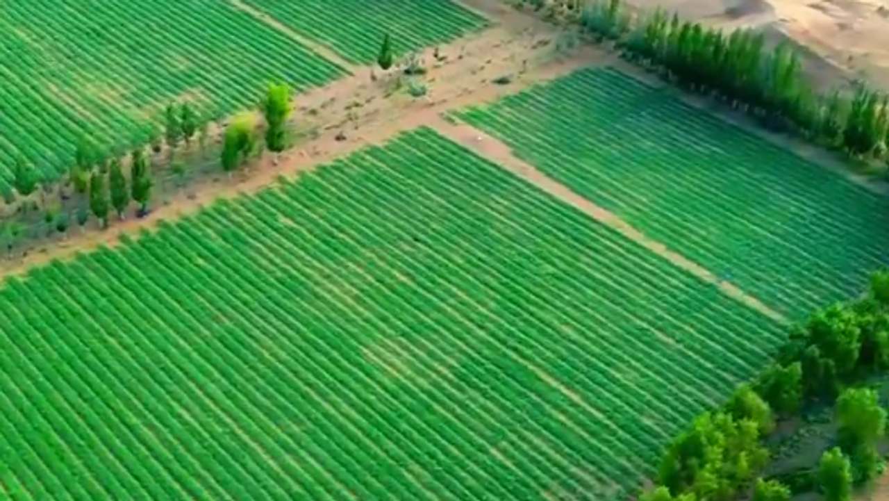 Kiina muuttaa aavikon hedelmälliseksi maaksi istuttamalla organismeja, jotka olivat olemassa 3,5 miljardia vuotta sitten.