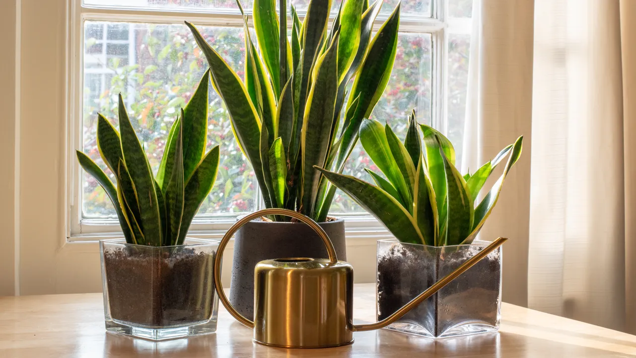 Perunan kuoriminen etikalla: mihin tätä seosta käytetään ja miksi sitä suositellaan.