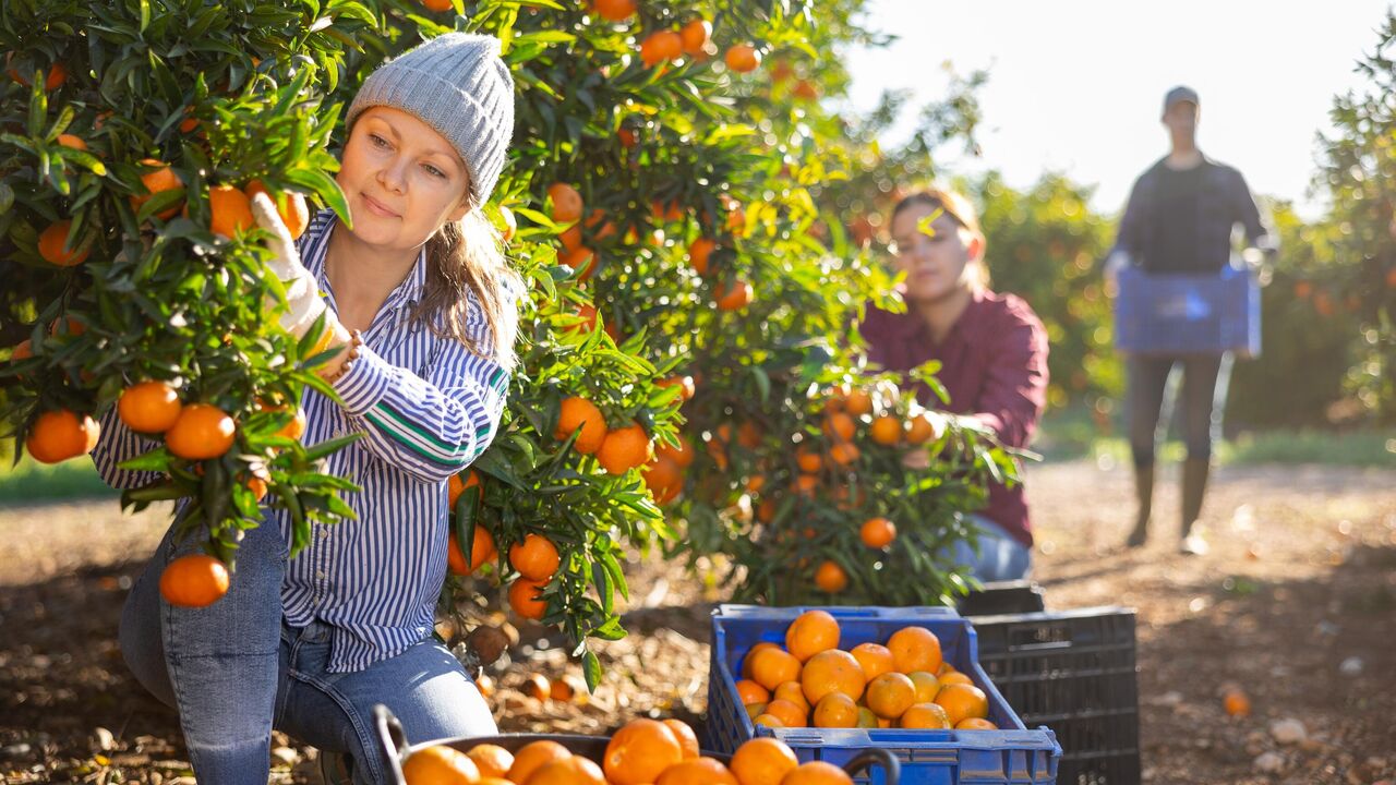 Äiti ja hänen lapsensa rakentavat tulevaisuuttaan myymällä appelsiineja tien varrella.