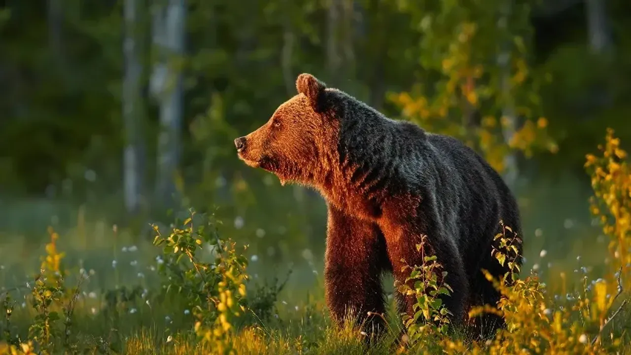 Se kuulostaa oudolta, mutta tiede vahvistaa sen: karhut voivat muuttua yhä kasvissyöjäisemmiksi ja muuttaa rooliaan elinympäristössään.