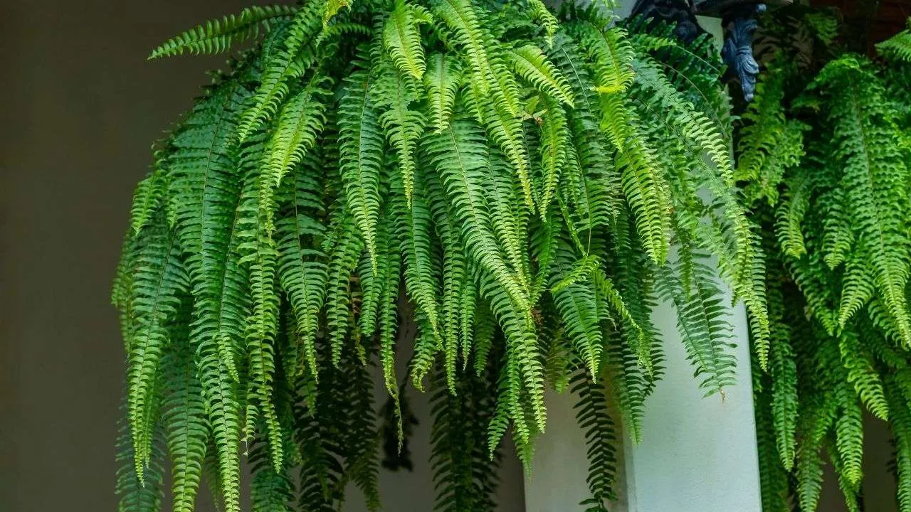 Ei kukkia, ei kaktuksia: paras kasvi, jonka voi laittaa eteiseen kiinalaisen perinteen mukaan.