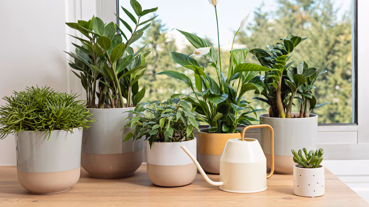 Kasveja tuhoava sieni: kuinka päästä siitä eroon kotikonsteilla, askel askeleelta.