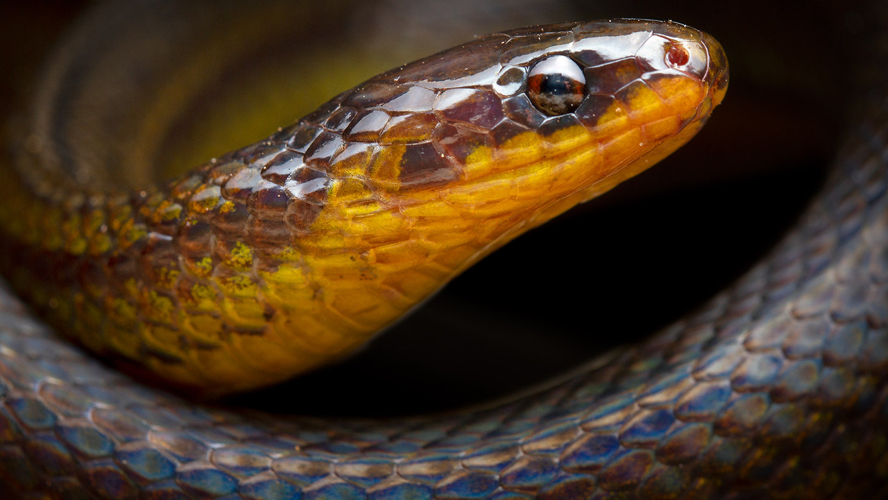 Tutkijat ovat löytäneet kaksi uutta endeemistä käärmelajia.