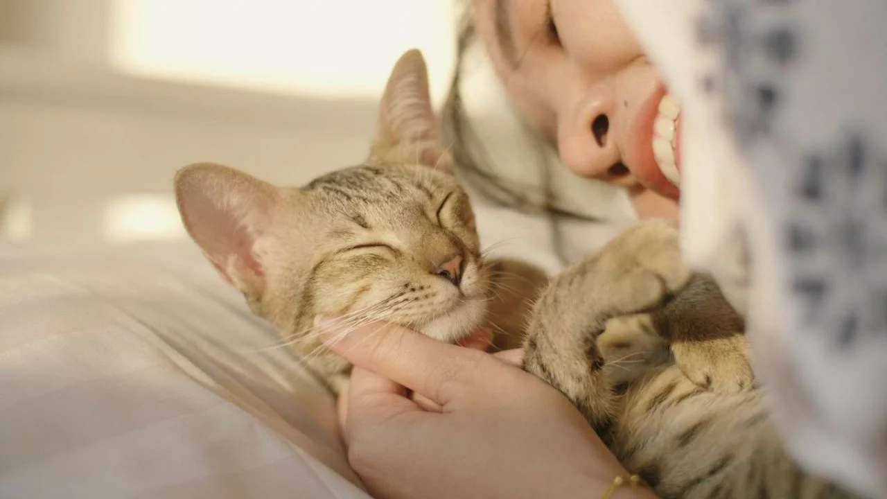 Vain 2 ainesosaa: kuinka puhdistaa kissan virtsalla tahrattu patja.