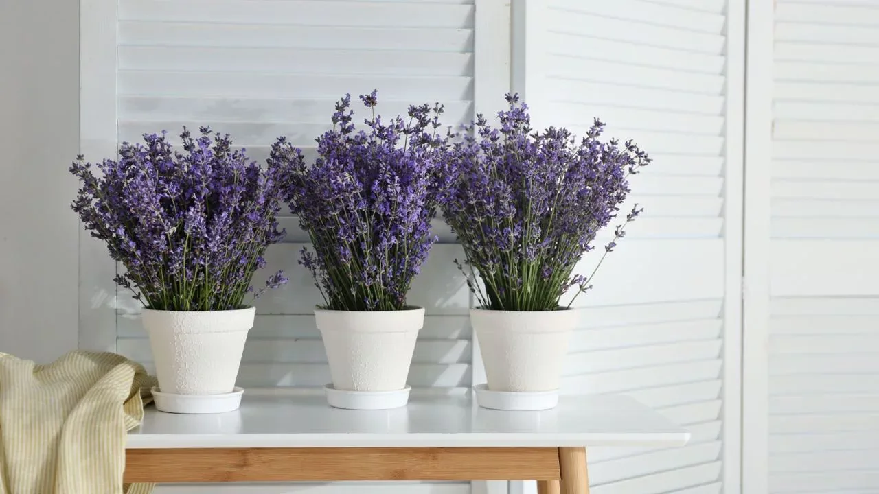 Feng shui: Mitkä paikat kodissa ovat pyhiä laventeliruukun sijoittamiselle?
