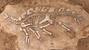 Vuosisadan arkeologinen löytö: aiemmin tuntemattoman dinosauruksen fossiilin löytäminen pakottaa tarkistamaan evoluution historiaa.