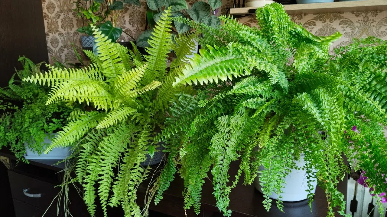 Ei kukkia, ei kaktuksia: paras kasvi, jonka voi laittaa eteiseen kiinalaisen perinteen mukaan.