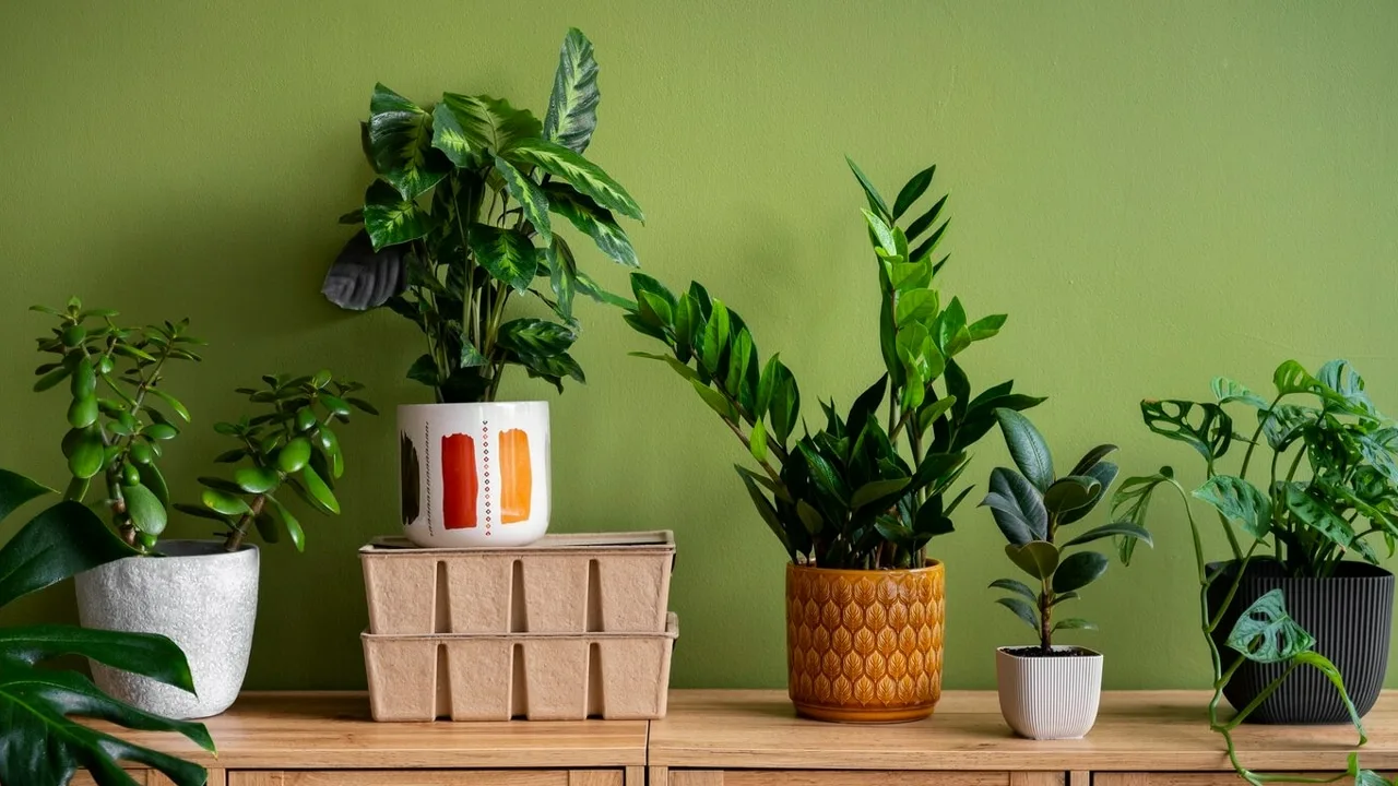 Perunan kuoriminen etikalla: mihin tätä seosta käytetään ja miksi sitä suositellaan.