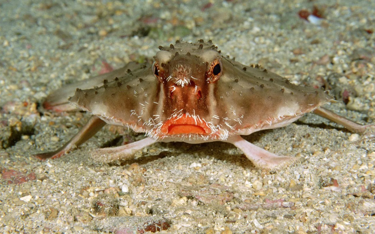 Japani tutki 5500 metrin syvyydessä olevaa merenpohjaa ja löysi elävän olennon, jolla oli metallinen kieli.