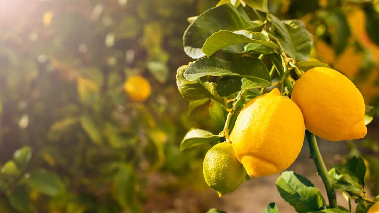 Kuinka valmistaa luonnollista lannoitetta kuivuneen sitruunapuun elvyttämiseksi