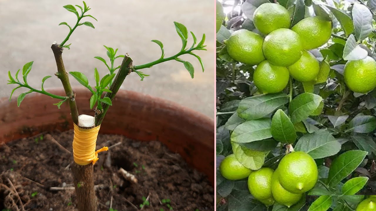 Teipin kiinnittäminen sitruunapuun runkoon: miksi puutarhurit suosittelevat tätä temppua?