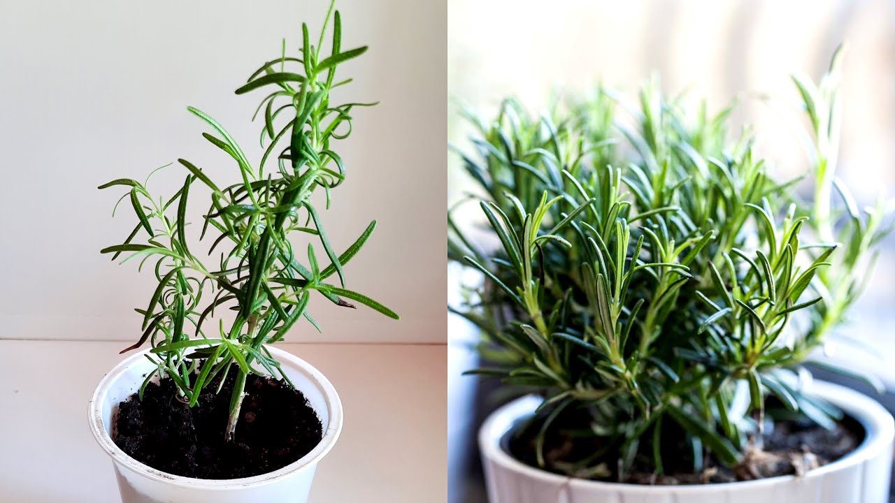 Vinkkejä rosmariinin lisäämiseen ja puutarhan koristeluun vihreillä kasveilla.