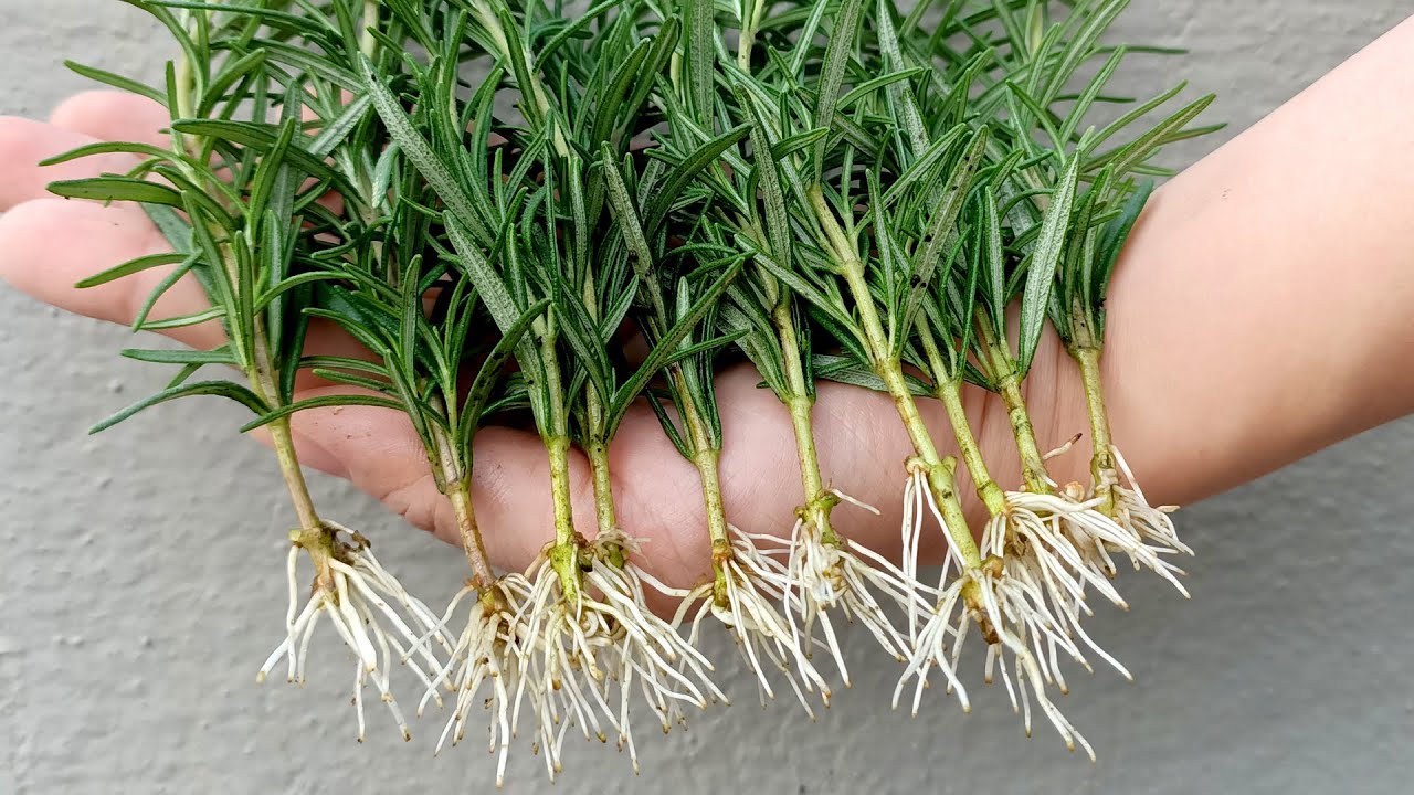 Vinkkejä rosmariinin lisäämiseen ja puutarhan koristeluun vihreillä kasveilla.