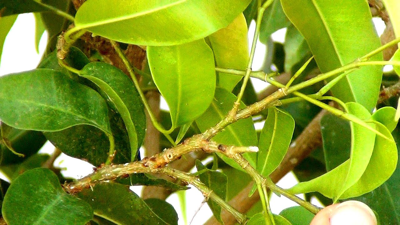 Kasveja tuhoava sieni: kuinka päästä siitä eroon kotikonsteilla, askel askeleelta.