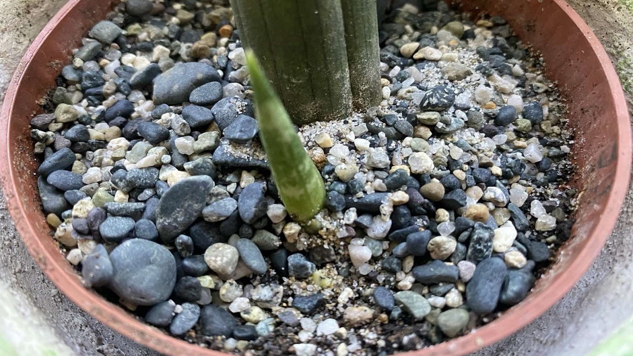 Sansevierian osan istuttaminen mehikasvien maaperään: miksi se on tarpeen ja mitä hyötyä siitä on.