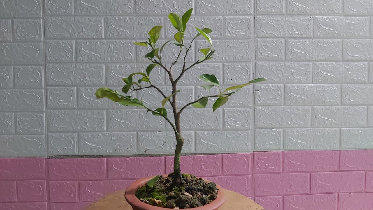 Teipin kiinnittäminen sitruunapuun runkoon: miksi puutarhurit suosittelevat tätä temppua?