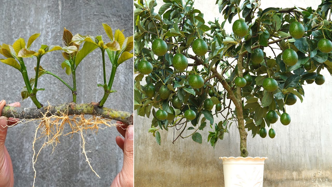 Avokadon kuoren hautaaminen sitruunapuun maaperään: mitä hyötyä siitä on ja miten se tehdään.