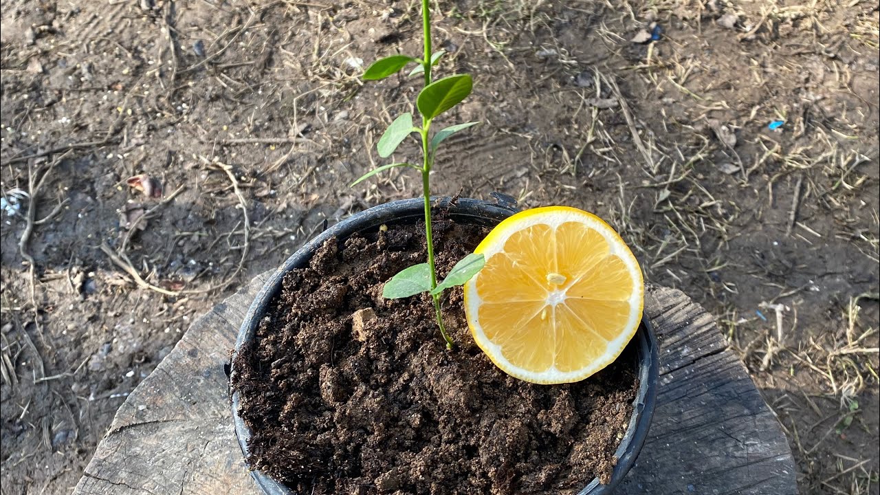 Avokadon kuoren hautaaminen sitruunapuun maaperään: mitä hyötyä siitä on ja miten se tehdään.
