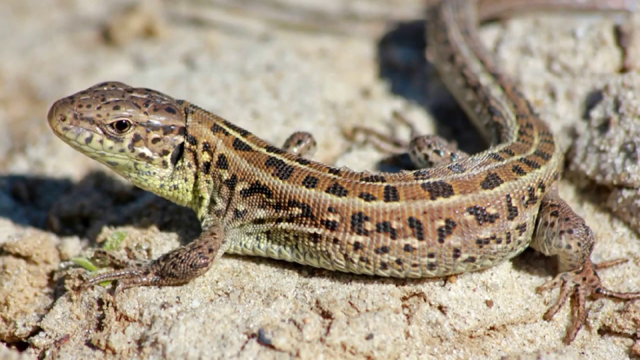 Mitä feng shui -oppien mukaan tarkoittaa liskon löytäminen kodistasi?