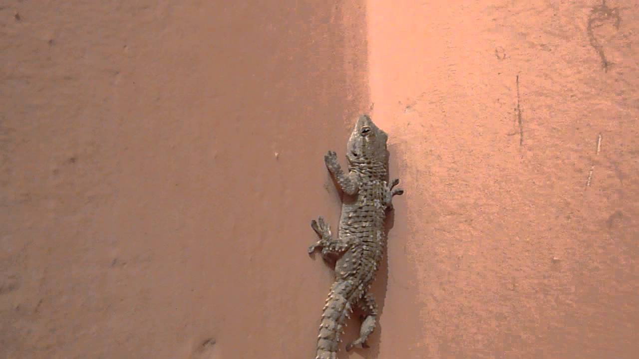 Mitä feng shui -oppien mukaan tarkoittaa liskon löytäminen kodistasi?