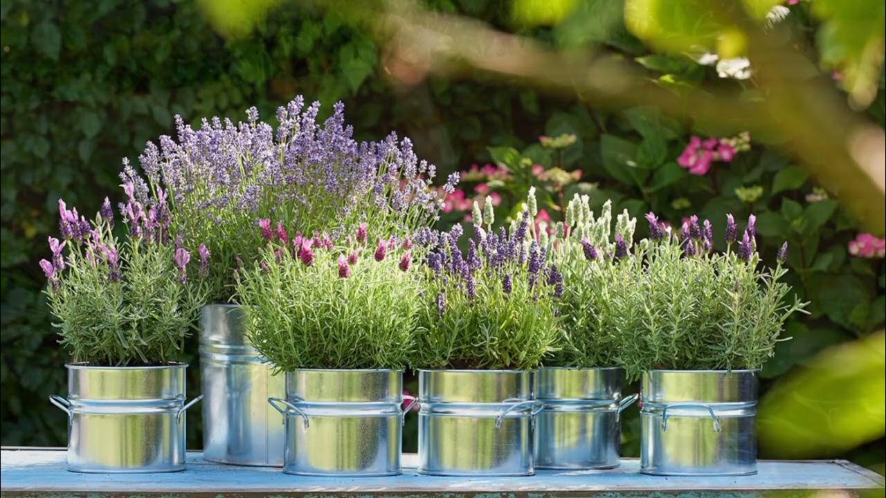 Feng shui: Mitkä paikat kodissa ovat pyhiä laventeliruukun sijoittamiselle?