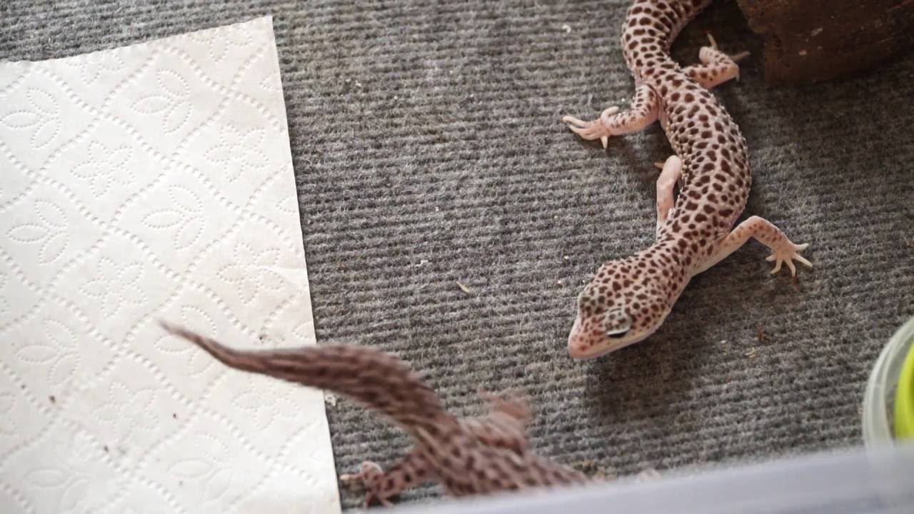 Mitä feng shui -oppien mukaan tarkoittaa liskon löytäminen kodistasi?