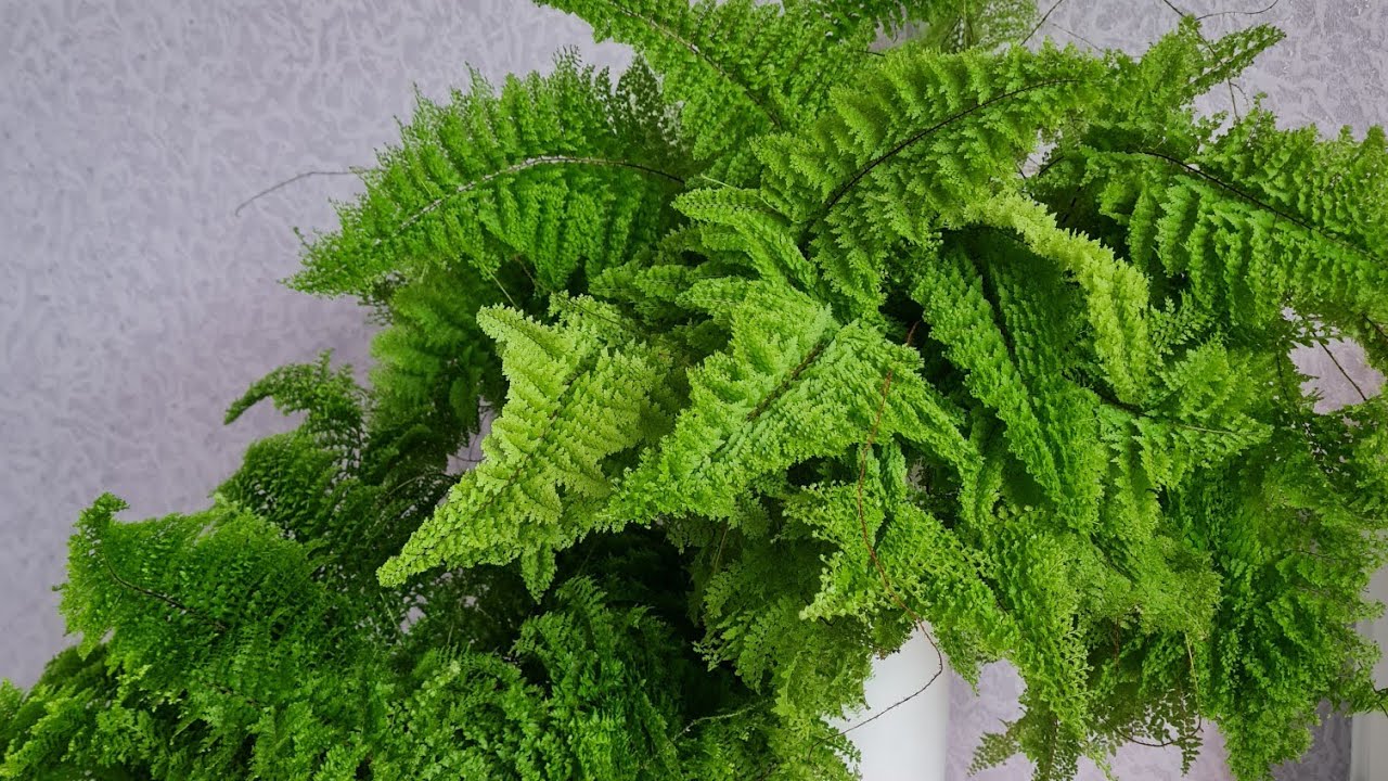 Ei kukkia, ei kaktuksia: paras kasvi, jonka voi laittaa eteiseen kiinalaisen perinteen mukaan.