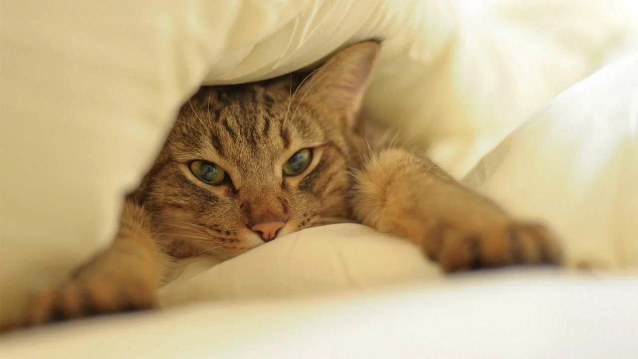 Vain 2 ainesosaa: kuinka puhdistaa kissan virtsalla tahrattu patja.