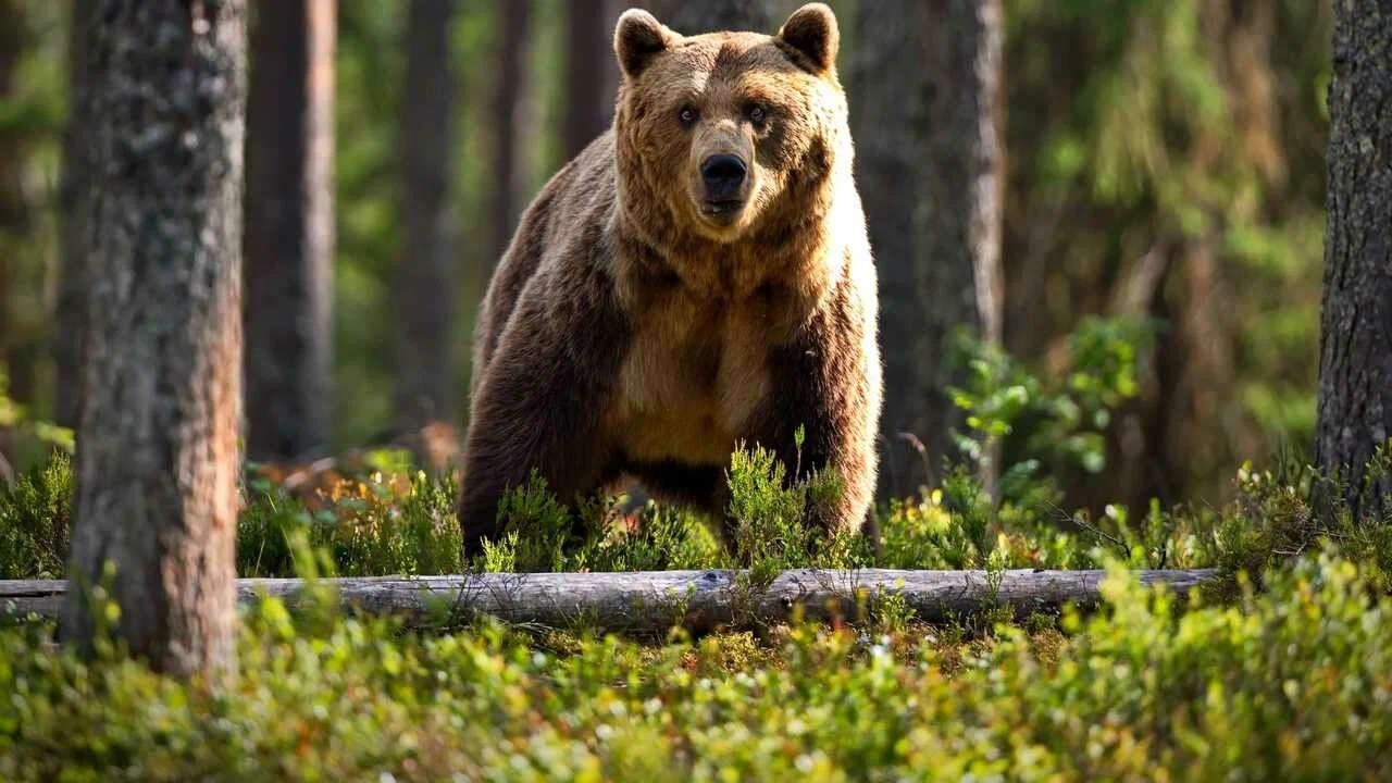 Se kuulostaa oudolta, mutta tiede vahvistaa sen: karhut voivat muuttua yhä kasvissyöjäisemmiksi ja muuttaa rooliaan elinympäristössään.